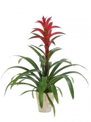  Alanya  Çiçek Gönder - Guzmania