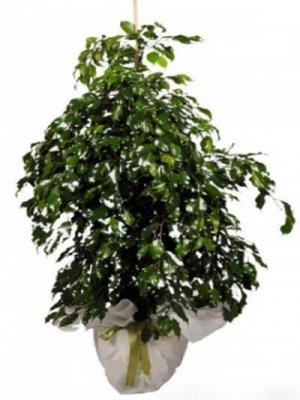  Alanya Çiçekçiler - Ficus Benjamin